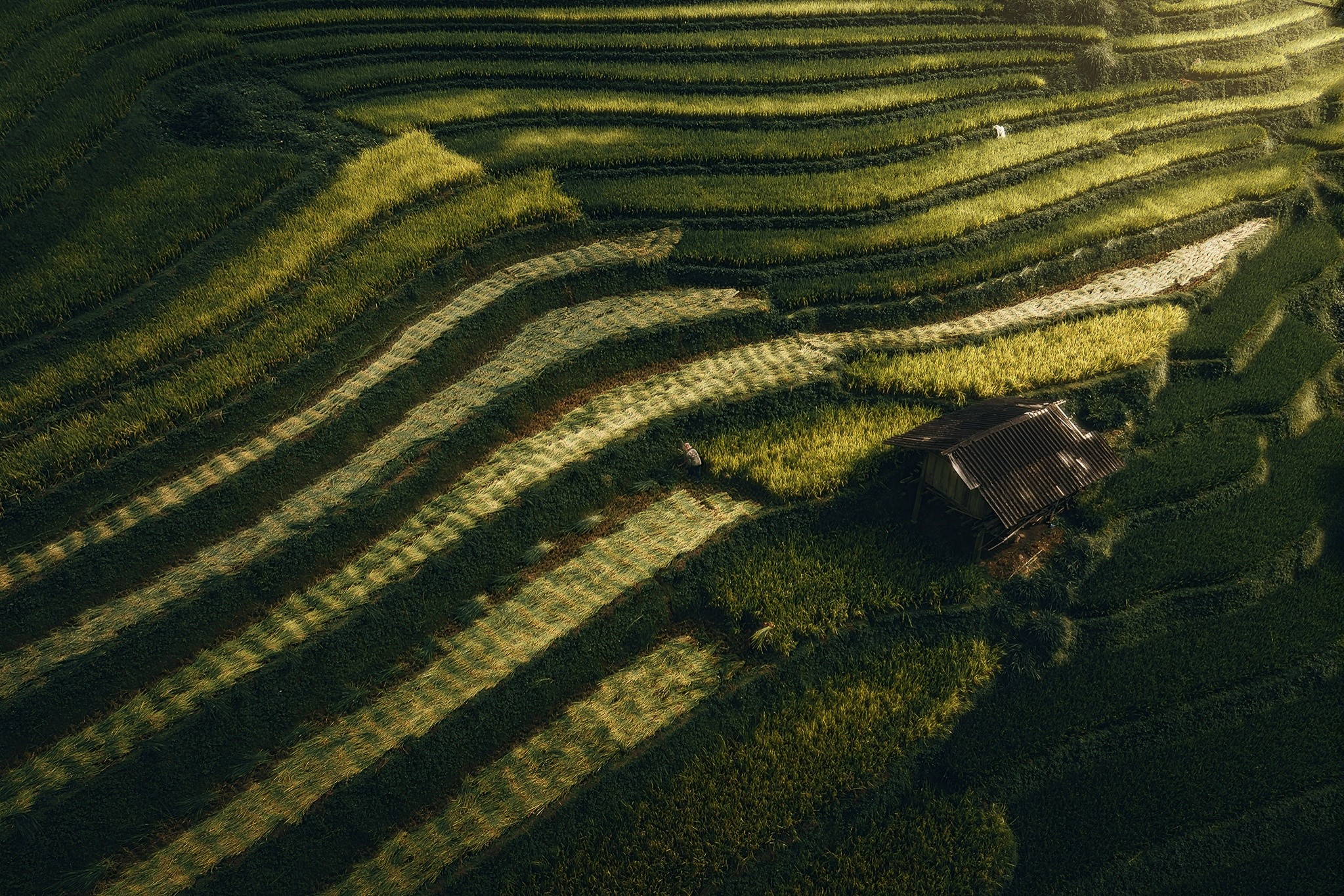 mucangchai-8.jpg
