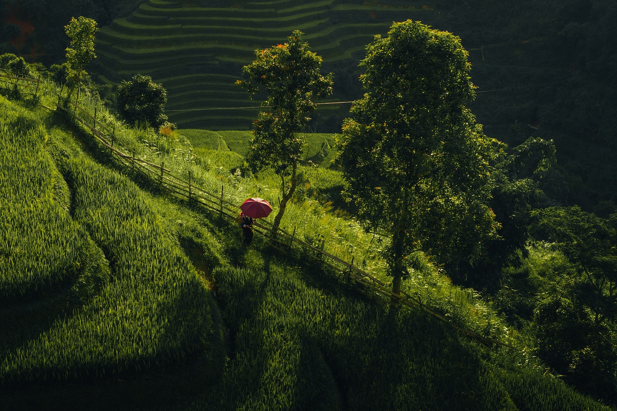 mucangchai-50.jpg