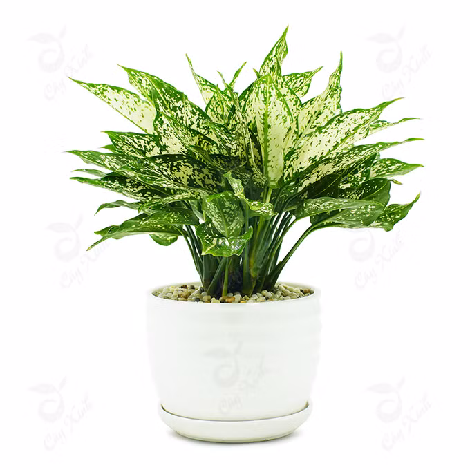 Cây trồng trong nhà mang lại tài lộc và sức khỏe năm mới