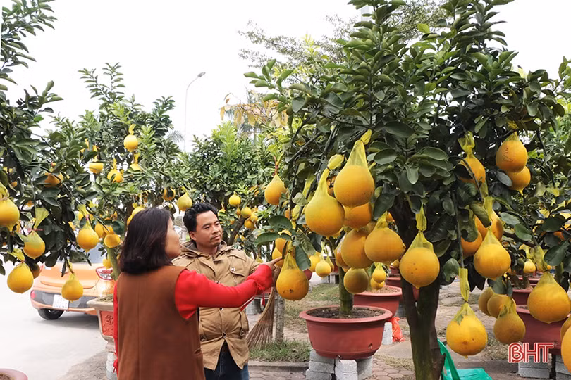 Đào cổ thụ, bưởi “khủng” về Hà Tĩnh chờ “đại gia”