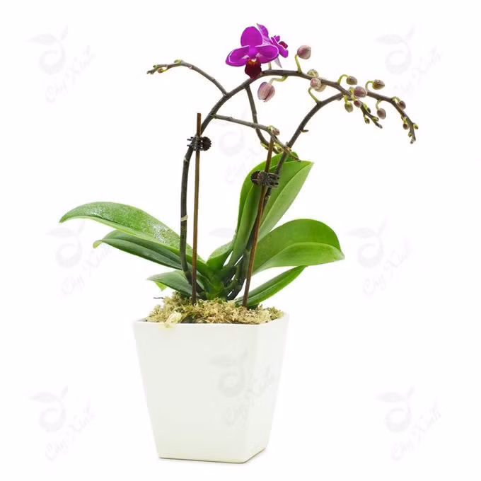 Cây trồng trong nhà mang lại tài lộc và sức khỏe năm mới