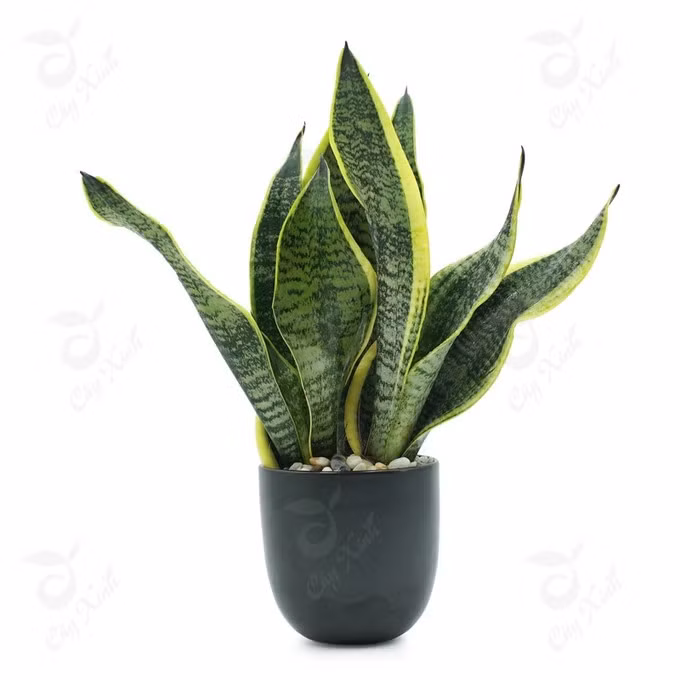 Cây trồng trong nhà mang lại tài lộc và sức khỏe năm mới