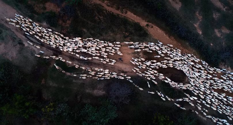 Nat Geo tán dương bức ảnh những “bông hoa” muối trên cánh đồng ở Việt Nam