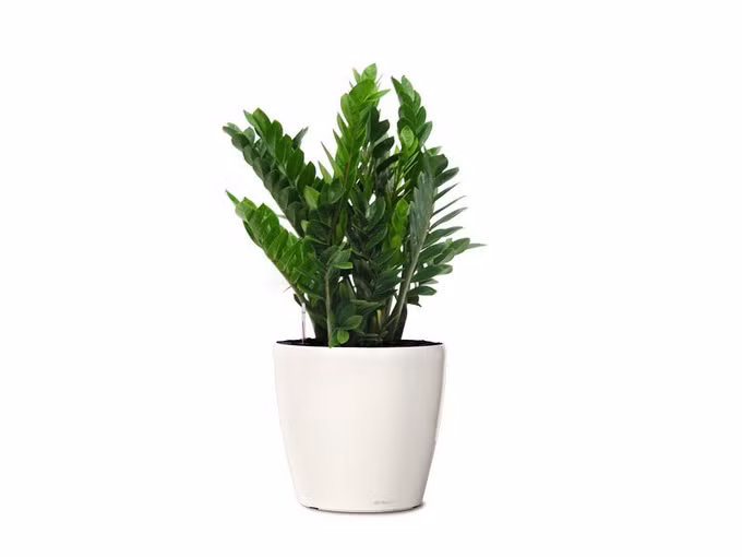 Cây trồng trong nhà mang lại tài lộc và sức khỏe năm mới