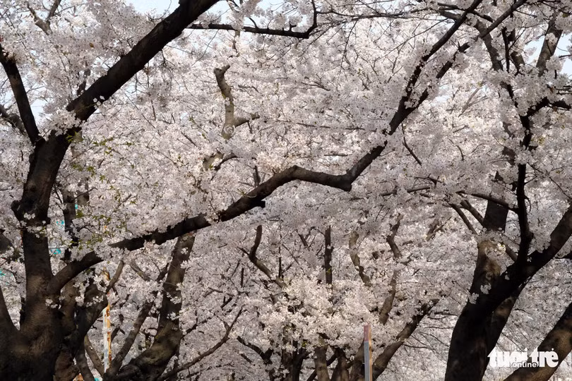hoa anh dao no rop troi hut hon gioi tre seoul