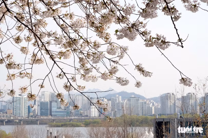 hoa anh dao no rop troi hut hon gioi tre seoul