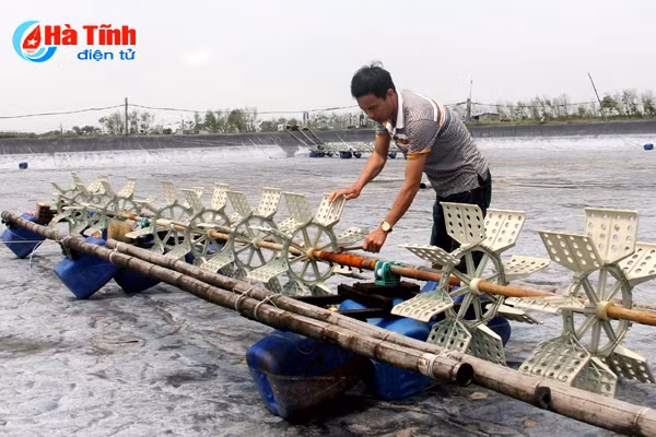 ron rang dam tom dau vu