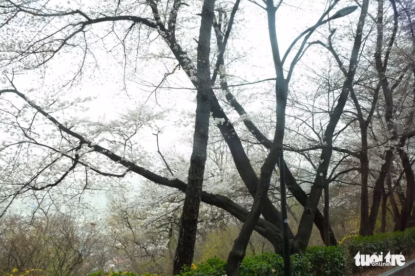 hoa anh dao no rop troi hut hon gioi tre seoul