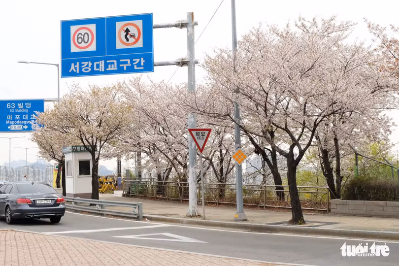 hoa anh dao no rop troi hut hon gioi tre seoul