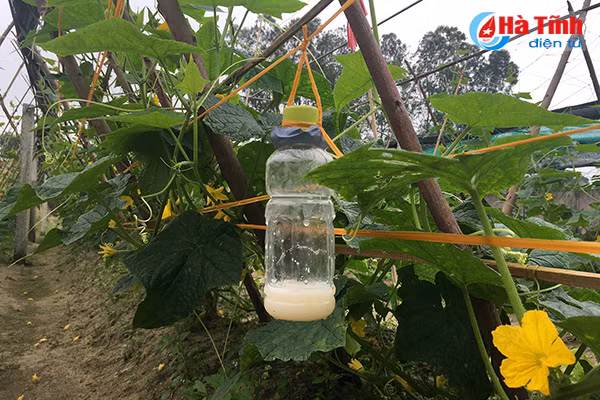 Khu dân cư kiểu mẫu, vườn mẫu (Bài 3:) Đến Hà Tĩnh, xem những “kỹ sư chân đất” làm vườn mẫu