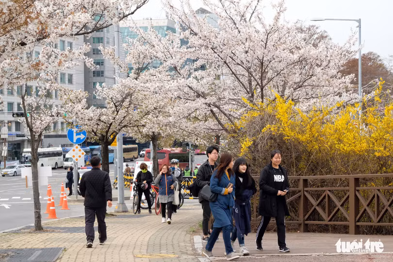 hoa anh dao no rop troi hut hon gioi tre seoul