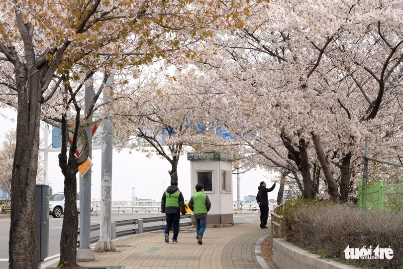 hoa anh dao no rop troi hut hon gioi tre seoul