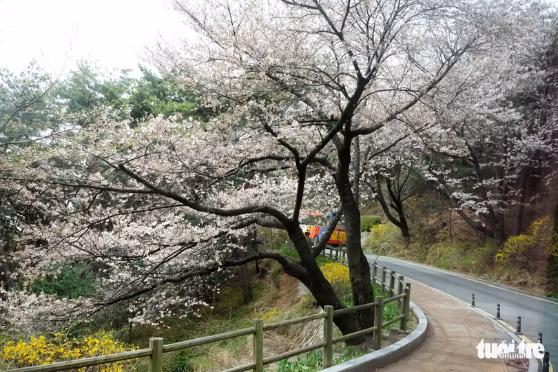 hoa anh dao no rop troi hut hon gioi tre seoul