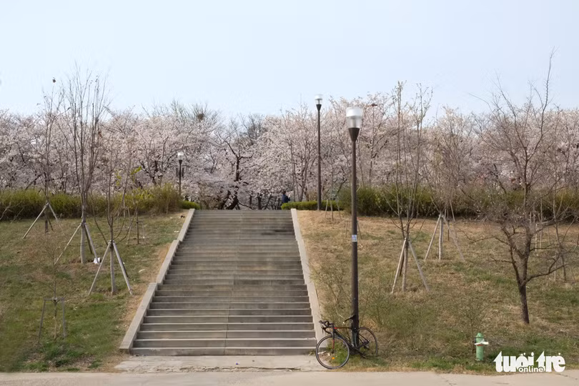hoa anh dao no rop troi hut hon gioi tre seoul
