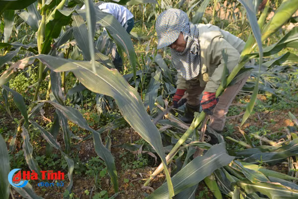 nong dan boi tin doanh nghiep tien thoai luong nan