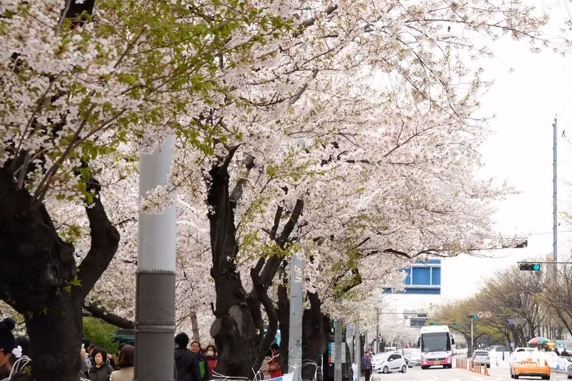 hoa anh dao no rop troi hut hon gioi tre seoul