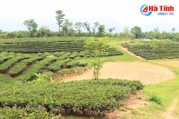 ha tinh san xuat thep dong gop hon 73 tong kim ngach xuat khau
