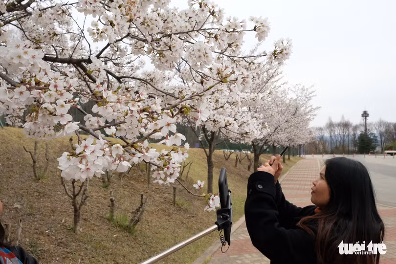 hoa anh dao no rop troi hut hon gioi tre seoul