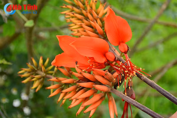 hoa vong nem thap lua dau he o ha tinh