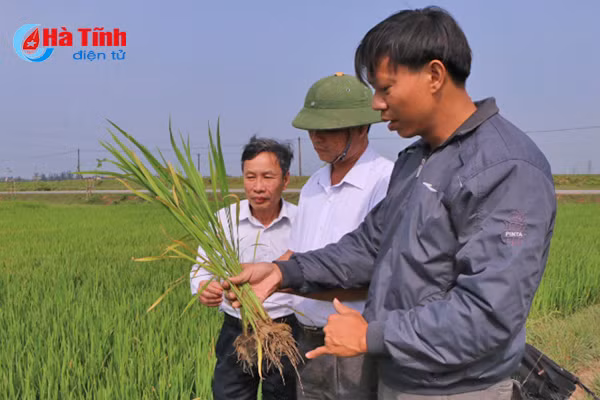 soc nhiet 1 143 ha lua xuan o ha tinh bi vang kho dau la