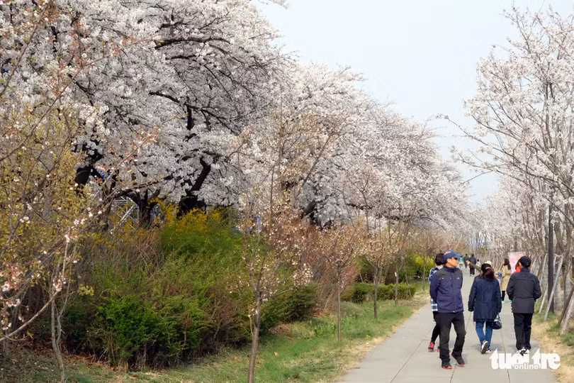 hoa anh dao no rop troi hut hon gioi tre seoul