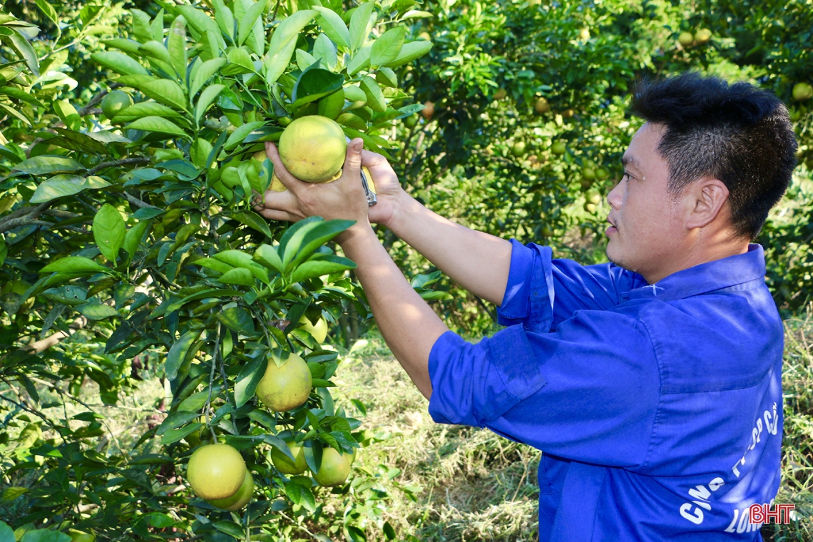 Vựa cam ở Hà Tĩnh vào mùa thu hoạch