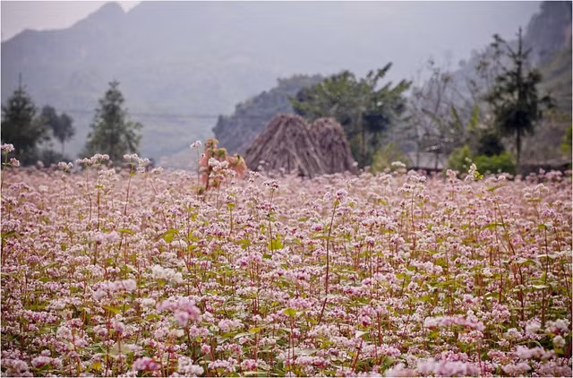 6 canh dong hoa dep nhu tranh o viet nam