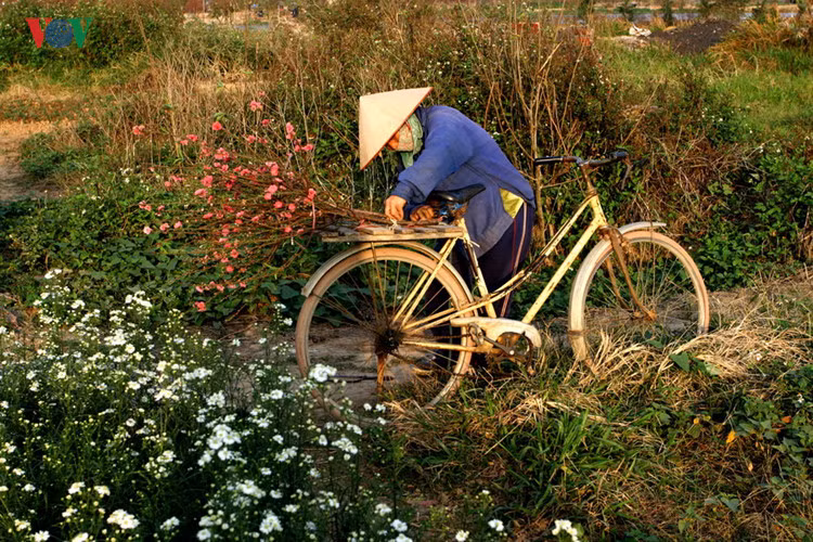 ve dep nguoi phu nu viet nam cung chiec non la