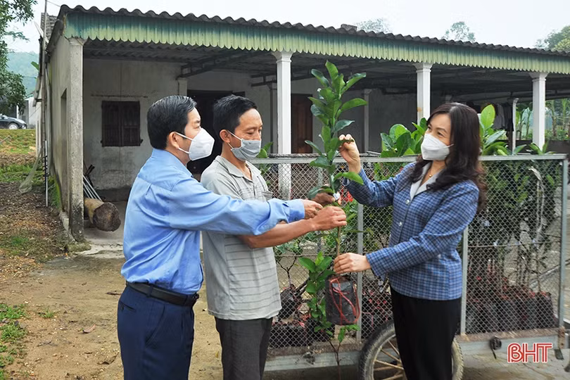 Tổ chức Hợp tác quốc tế Đức hỗ trợ cây giống cho gần 1.100 hộ dân Hà Tĩnh