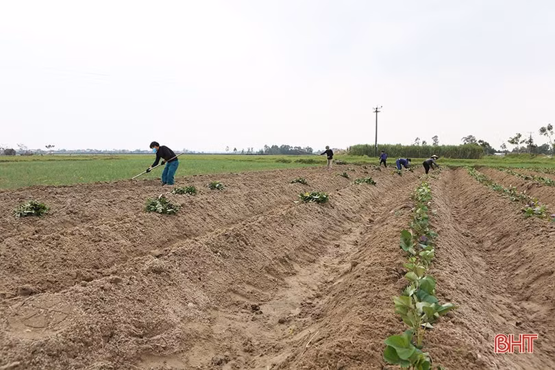 Nông dân Hà Tĩnh làm đất, trồng rau vụ tết