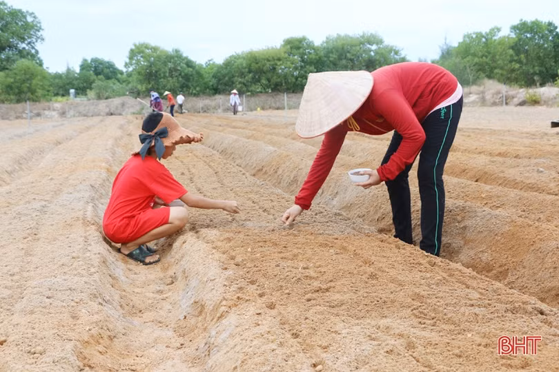 Nông dân Cẩm Xuyên hối hả khôi phục vườn rau sau mưa lớn