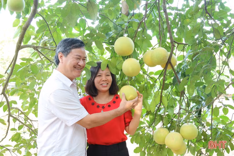 Bưởi Phúc Trạch được Liên minh Châu Âu bảo hộ chỉ dẫn địa lý