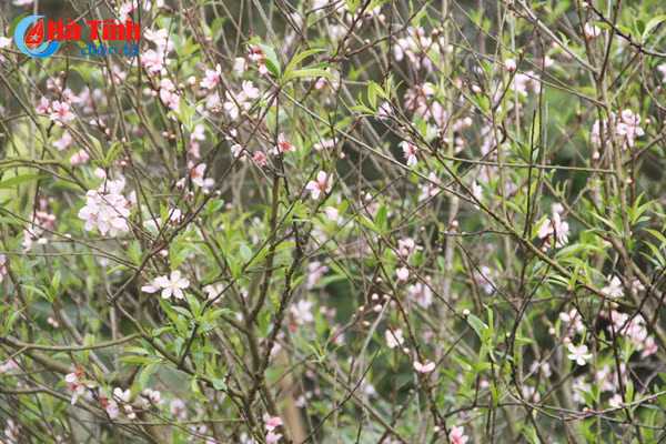 ngo ngang sac dao o lang ren trung luong