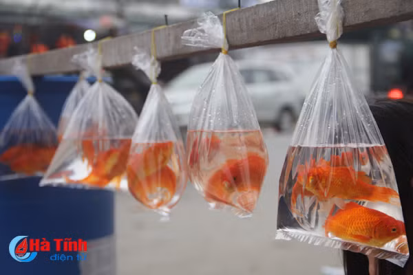 nhon nhip thi truong vat pham tien ong cong ong tao