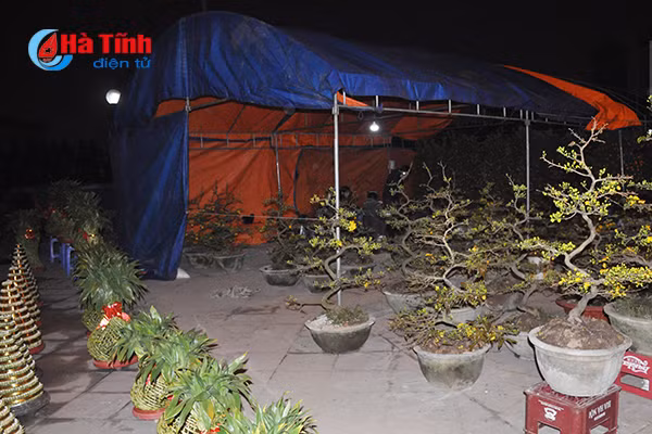 trang dem canh quat trong dao trong gia ret