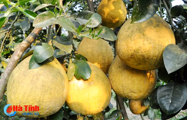 buoi chum ha linh san sang ra cho tet