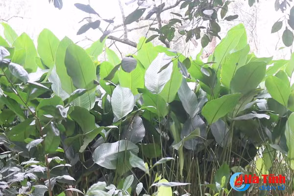 video lang la dong co tieng o ha tinh hoi ha vao vu tet