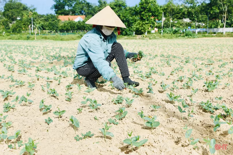 Lao động Hà Tĩnh linh hoạt “chỉnh” giờ làm để tránh nắng