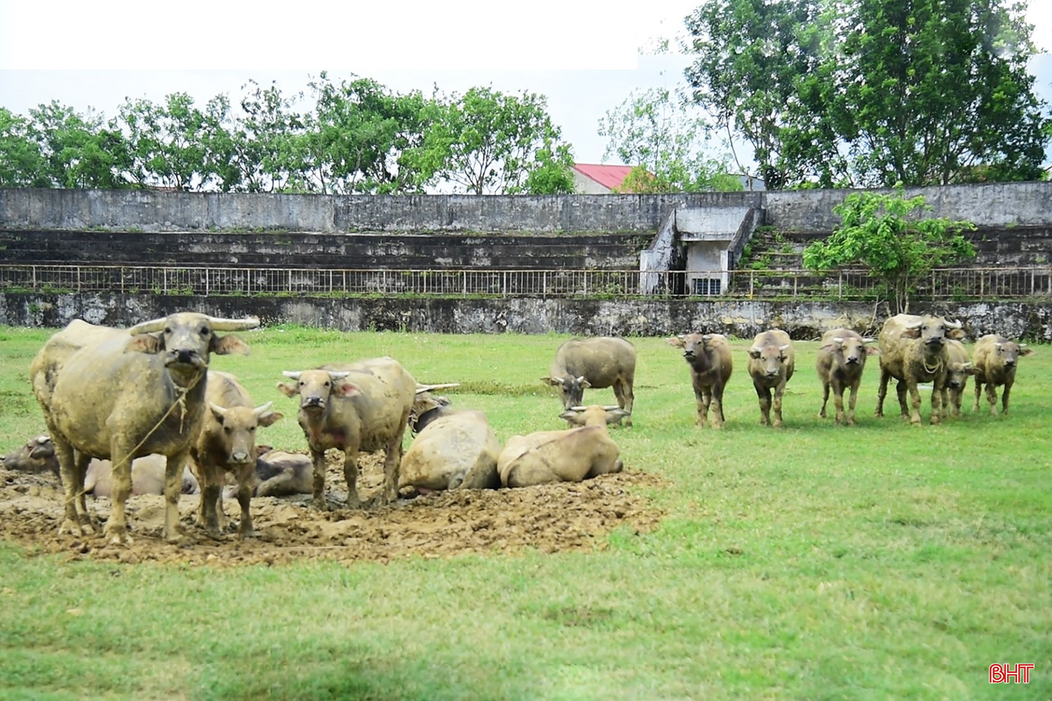 Người dân chăn thả trâu trên mặt cỏ trong SVĐ Đức Thọ.