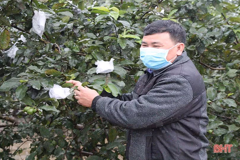 Nông dân Hà Tĩnh “dệt mùa xuân” trên những cánh đồng