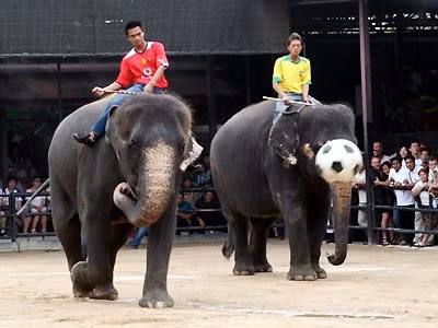 Cầu thủ voi nhẹ nhàng tung chân đá quả bóng ngoại cỡ Thủ môn bắt bóng điêu luyện như người. Khéo léo đứng bằng hai chân, lấy đà ném bóng vào rổ. Chú voi này có thể tự leo lên chiếc xe ba bánh và đạp đi một vòng quanh sân. Ngồi ghế lắc vòng Người quản tượng đứng cạnh lấy màu để chú voi vẽ tranh. Chú voi lấy đôi chân đùa giỡn với vị khách đang nằm dưới đất... ...và khéo léo bước qua những người đang nằm xếp hàng.