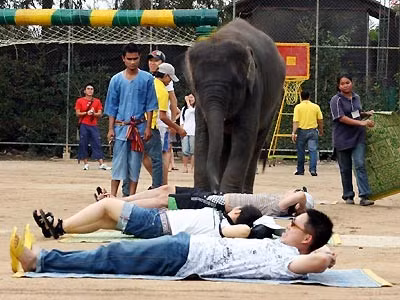 Cầu thủ voi nhẹ nhàng tung chân đá quả bóng ngoại cỡ Thủ môn bắt bóng điêu luyện như người. Khéo léo đứng bằng hai chân, lấy đà ném bóng vào rổ. Chú voi này có thể tự leo lên chiếc xe ba bánh và đạp đi một vòng quanh sân. Ngồi ghế lắc vòng Người quản tượng đứng cạnh lấy màu để chú voi vẽ tranh. Chú voi lấy đôi chân đùa giỡn với vị khách đang nằm dưới đất... ...và khéo léo bước qua những người đang nằm xếp hàng.