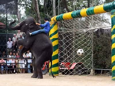 Cầu thủ voi nhẹ nhàng tung chân đá quả bóng ngoại cỡ Thủ môn bắt bóng điêu luyện như người. Khéo léo đứng bằng hai chân, lấy đà ném bóng vào rổ. Chú voi này có thể tự leo lên chiếc xe ba bánh và đạp đi một vòng quanh sân. Ngồi ghế lắc vòng Người quản tượng đứng cạnh lấy màu để chú voi vẽ tranh. Chú voi lấy đôi chân đùa giỡn với vị khách đang nằm dưới đất... ...và khéo léo bước qua những người đang nằm xếp hàng.