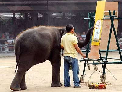Cầu thủ voi nhẹ nhàng tung chân đá quả bóng ngoại cỡ Thủ môn bắt bóng điêu luyện như người. Khéo léo đứng bằng hai chân, lấy đà ném bóng vào rổ. Chú voi này có thể tự leo lên chiếc xe ba bánh và đạp đi một vòng quanh sân. Ngồi ghế lắc vòng Người quản tượng đứng cạnh lấy màu để chú voi vẽ tranh. Chú voi lấy đôi chân đùa giỡn với vị khách đang nằm dưới đất... ...và khéo léo bước qua những người đang nằm xếp hàng.