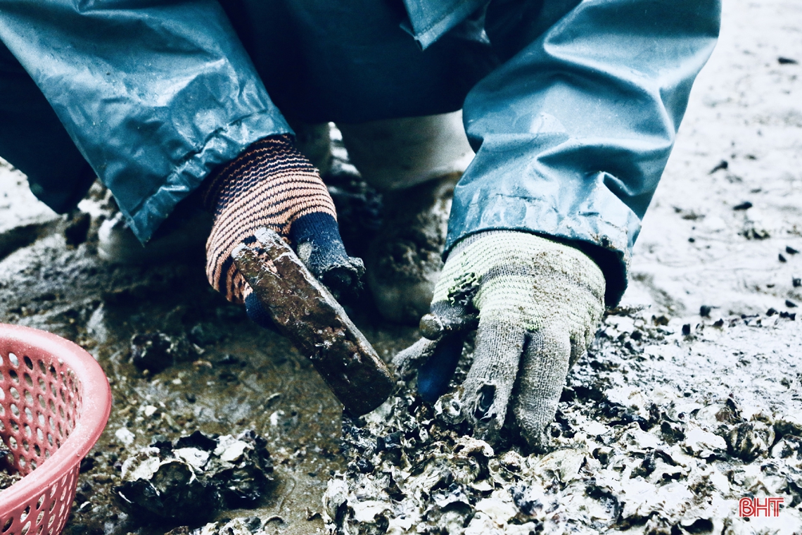Xem phụ nữ miền biển Hà Tĩnh đục đá tìm hàu