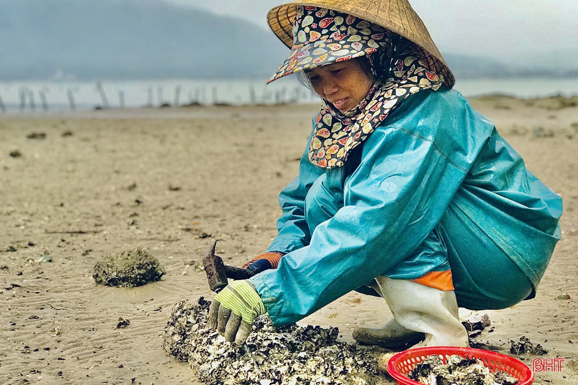 Xem phụ nữ miền biển Hà Tĩnh đục đá tìm hàu