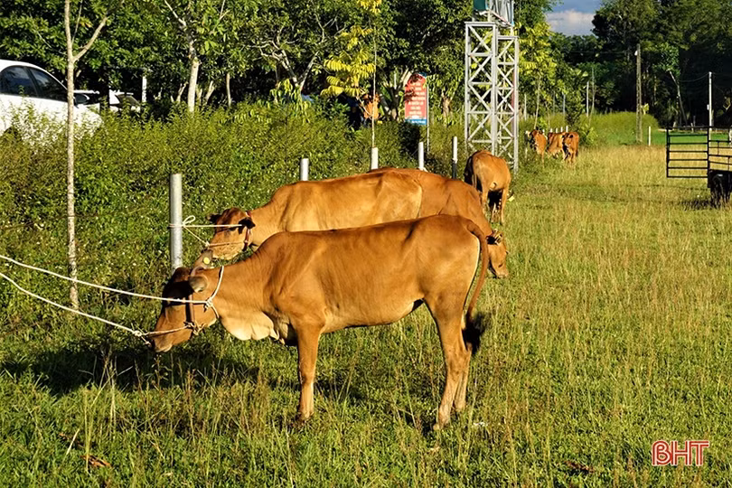 Hộ nghèo, cận nghèo ở Hương Khê nhận bò giống để phát triển sinh kế