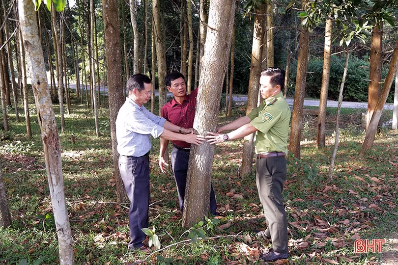 Hơn 25.700 ha rừng Hà Tĩnh có “vé thông hành” vào thị trường gỗ quốc tế