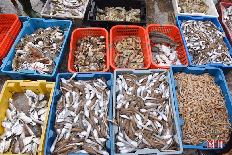 Lộc Hà phát huy lợi thế vùng biển cửa trong sản xuất ngư nghiệp