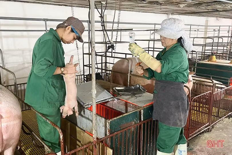 Nhiều trang trại ở Hà Tĩnh thiếu chứng nhận “đủ điều kiện chăn nuôi